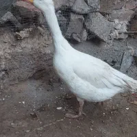 غوقاز