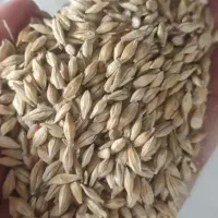 جو درجه یک