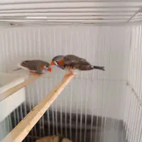 یک جفت فنچ|پرنده|کرج, حسن آباد|دیوار