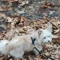 پامر روباهی خرسی|سگ|شیراز, کوشک میدان|دیوار