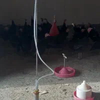 بوقلمون بالق به شرط|حیوانات مزرعه|مشهد, كنويست|دیوار