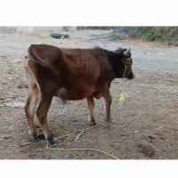 نرگاو جلب