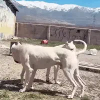 واگذاری دو قلاده سگ نرو ماده (داگو آرژانتینو)|سگ|خرمآباد, |دیوار