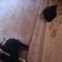 بز نر|حیوانات مزرعه|ایلام, |دیوار