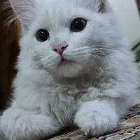 گربه پرشین خانگی|گربه|سقز, |دیوار