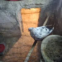 کبوتر