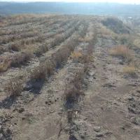 زمین کشاورزی جهت احداث باغ