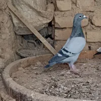 کفتر|پرنده|گزیک, |دیوار