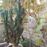 کاکتوس صخره ای زیبا