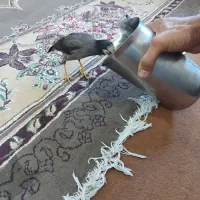 پرنده مینا|پرنده|اهواز, شریعتی جنوبی|دیوار