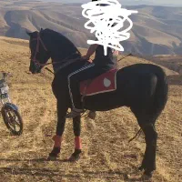 اسب نریان|اسب و تجهیزات اسب‌سواری|بیجار, |دیوار