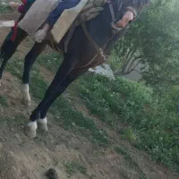 اسب یورغه مادرزاد