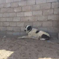 سگ رمه