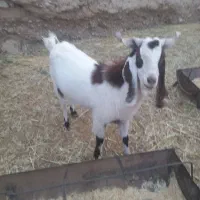 چپش چاق فروشی