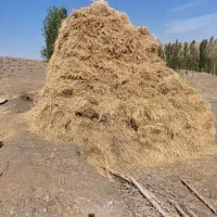 علف و یونجه