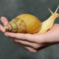 حلزون پرورشی در اندازه های مختلف تعداد۱۵۰۰ عدد