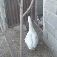 غاز|حیوانات مزرعه|نسیم‌شهر, |دیوار