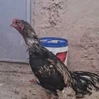 خروس مشکی لاری