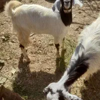 بز معاوضه با موتور