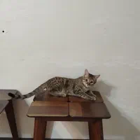 واگذاری رایگان گربه ۴ ماهه