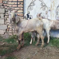 بزغاله نر|حیوانات مزرعه|گرگان, |دیوار