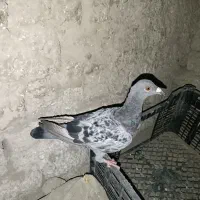 کبوتر ماده سنگی آلمانی