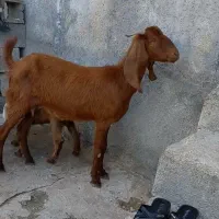 تیشتر بز عدانی پاکستانی