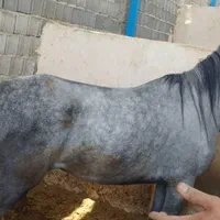 فروش چند راس اسب مادیون|اسب و تجهیزات اسبسواری|جهرم, |دیوار