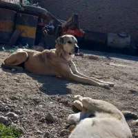 سگ ماده عراقی 2 ساله