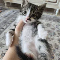 بچه گربه