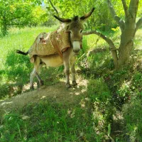 شیر خر موجود است