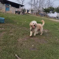 سگ نرنژادشیتزو|سگ|ساری, |دیوار