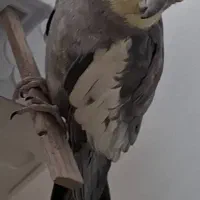 عروس هلندی گم شده