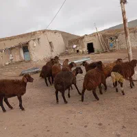 بره|حیوانات مزرعه|میانه, |دیوار