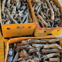 غال پسته درجه ۱