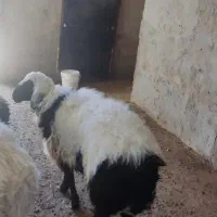 بره نرگوشتی