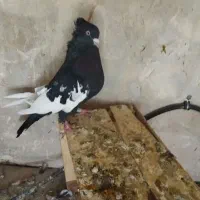 سینه سیاه چشم نوک سفید