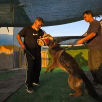 مربی سگ آموزش سگ|سگ|شیراز, میانرود|دیوار