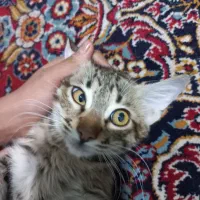 واگذاری رایگان