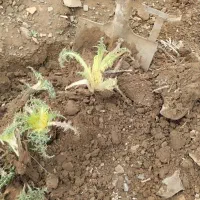 کنگر پاک شده