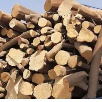 خریدار چوب مرکبات ،مورت،ابریشم، نقدی سرباسکول