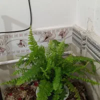 ۸عددگل طبیعی