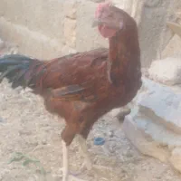 بز شیری سه قلو زا|حیوانات مزرعه|سراوان, |دیوار