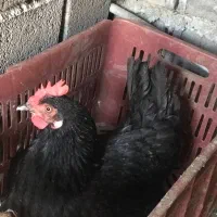 مرغ مرندی تخمگذار