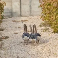 پنج عدد قاز بملغ 4ملیون بفروش میرسد