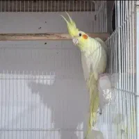 یک جفت طوطی عروس هلندی مولد