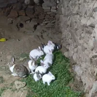 فروش خرگوش|موش و خرگوش|مریوان, |دیوار