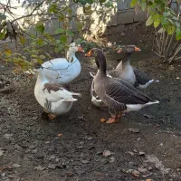 غاز|حیوانات مزرعه|ملایر, |دیوار