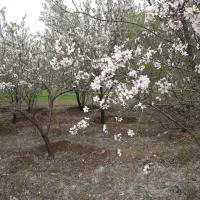 باغ-گردووبادام