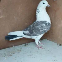 کفتر غریبگیری ۹ تا یجایی